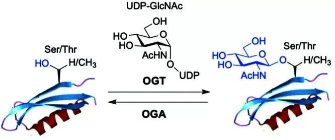 Figure 2: The reaction process of O-Linked Glycosylation